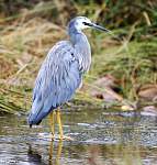 IMG_2530 heron.JPG